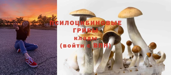 индика Аркадак